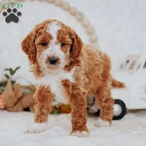 Wendy, Mini Goldendoodle Puppy